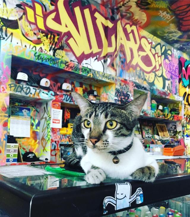 29872441_765503400324117_7393250604400613416_o